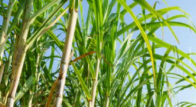 Etanol de segunda gera��o