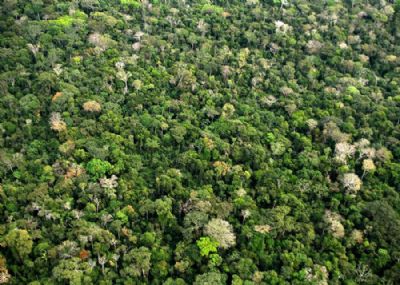 Bioeconomia inclusiva na Amaz�nia pode beneficiar 750 mil fam�lias