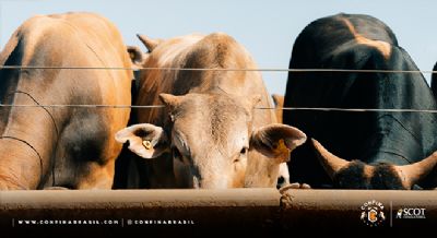 Confina Brasil identifica cria��o de gado de origem espanhola em visitas ao Mato Grosso