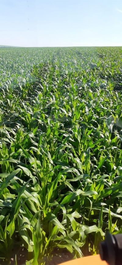 Produtores relatam situa��o de seca pior que a registrada por monitoramento de mar�o