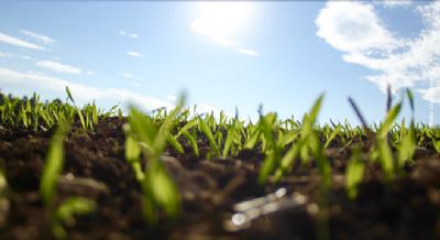 Aduba��o verde: nutrindo solo e planta de forma sustent�vel