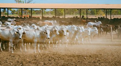 A arroba do boi vai subir em 2024? Veja o que dizem os especialistas