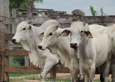 Aplicativo para exame androl�gico de bovinos � o novo aliado da pecu�ria de corte no Brasil