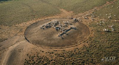 Estrat�gias de semi-intensivo na pecu�ria do Mato Grosso: adaptando-se �s condi��es locais