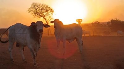 O Boi China e o novo patamar da carne brasileira