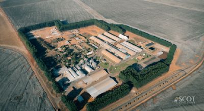 Confinamentos de gado de corte se transformam em empresas a c�u aberto