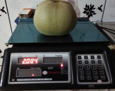 Em S�o Jos� do Xingu Pequi chama aten��o ap�s pesar mais de 2kg