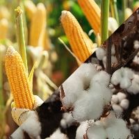 Produtores sinalizam substituir milho por algod�o