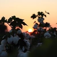 Cotonicultores do Paraguai recebem m�quina brasileira