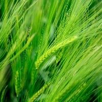 Como a aplica��o nutrigen�mica melhora a produtividade