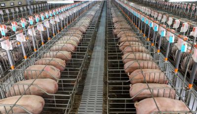 Abate de su�nos registra aumento em MT, diz IMEA