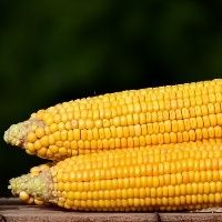 Mercado de milho fecha semana inalterado