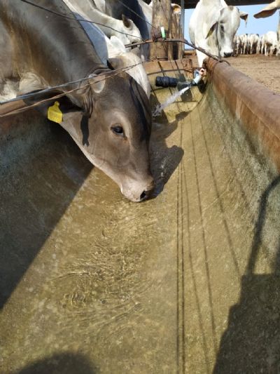Alta no pre�o das arrobas em Mato Grosso est� relacionada a exporta��o para China e escassez de animais