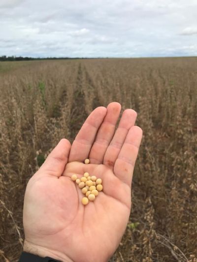 Soja tem estabilidade nesta manh� de 6� feira � espera dos novos n�meros do USDA