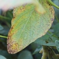 Manejo integrado � solu��o para controle de Ferrugem asi�tica