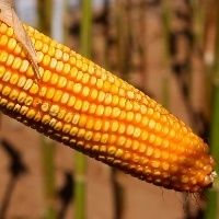 Compradores recuam para baixar pre�o do milho