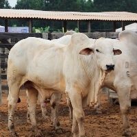 Mato Grosso: piora na rela��o de troca para o recriador
