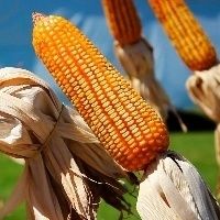 Pre�o do milho volta a subir