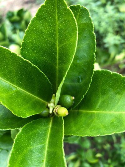 Unidades de Refer�ncia Tecnol�gica � URT�s de Porto Alegre do Norte se destacam, gerando renda para a agricultura familiar do munic�pio