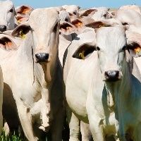 Publica��o tra�a a hist�ria e desafios da pecu�ria bovina na Amaz�nia