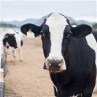 Preju�zos da verminose nos rebanhos leiteiros