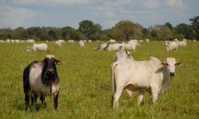Vila Rica e Ribeir�o Cascalheira recebem curso de insemina��o artificial em bovinos em janeiro