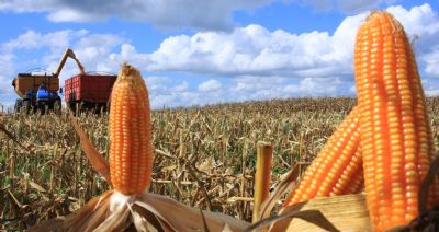 Faesc refor�a preocupa��o com abastecimento de milho em 2020