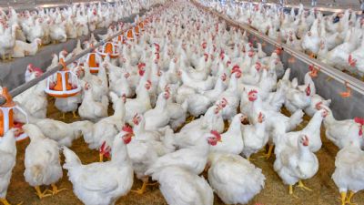 Frango: Valores seguem em queda; competitividade da carne cresce