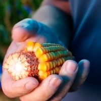 Porque o pre�o milho parou de subir?