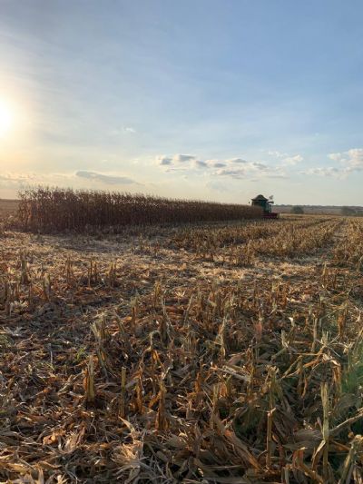 Imea aponta que 8,30% do milho j� foi colhido em Mato Grosso