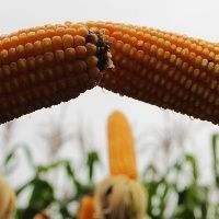 Milho fecha semana em alta significativa