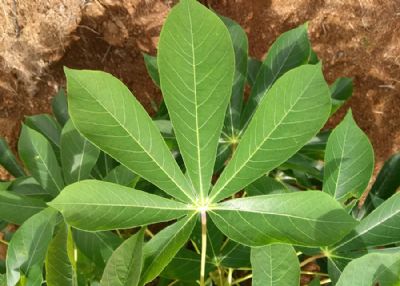 Agricultores de Mato Grosso preservam grande diversidade gen�tica de mandioca