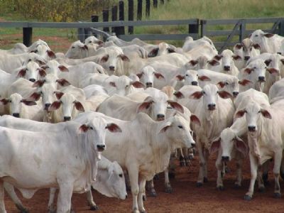 Mato Grosso vacina 99,67% do rebanho de bovinos e bubalinos contra febre aftosa