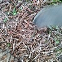 Na Argentina, gafanhotos acabam virando ra��o