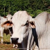 Mercado do boi gordo estava em ritmo de Natal