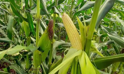 Como est� o mercado do milho?