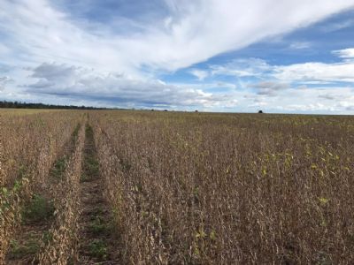 Soja tem estabilidade e leve recuo em Chicago nesta 4� feira ainda pressionada pelo coronav�rus