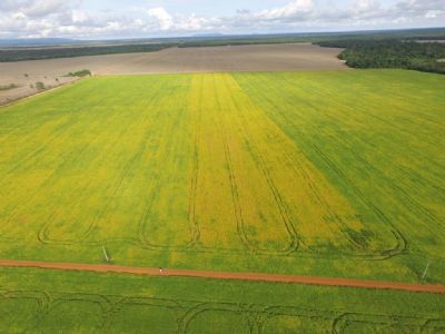 Saiba quais s�o as leis do agroneg�cio