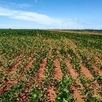 Safras de milho e soja da Argentina correm s�rio risco