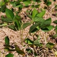 Plantio Direto � a solu��o?