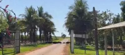 Porcos selvagens devastam lavouras de milho em MT