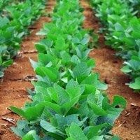 Descoberta nova via de soja que responde a micr�bios