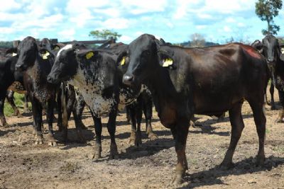 Produtores atestam alto rendimento de vacas de programa do Governo de MT: �d�o 3 vezes mais leite que as outras�