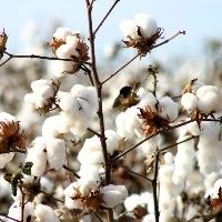 Condi��es clim�ticas favorecem cultivo do algod�o no Brasil