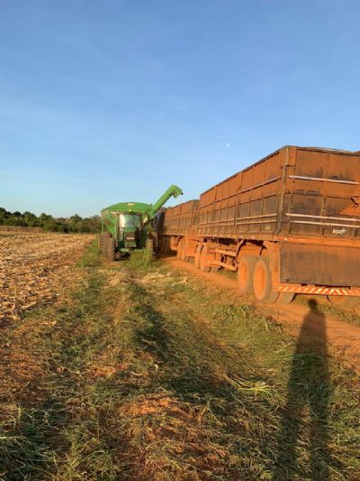 Milho: etanol dos EUA e safrinha do Brasil geram incertezas