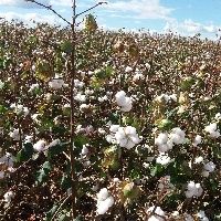 Exportador de algod�o do Brasil v� embarque forte na nova safra apesar de coronav�rus