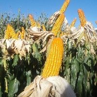 Indicador do milho atinge recorde nominal da s�rie do Cepea