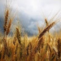 Trigo muda de patamar e sobe no RS