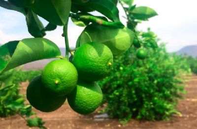 Citros: Pre�os da laranja seguem firmes; cota��o da tahiti recua