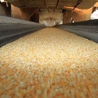 Negocia��es envolvendo milho ocorrem de forma pontual